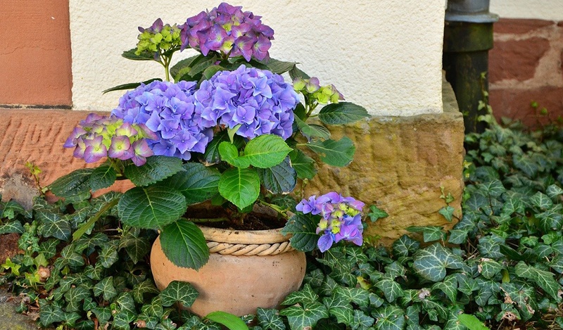 Terracotta pot with hydrangea and poison ivy in front of a white wall.