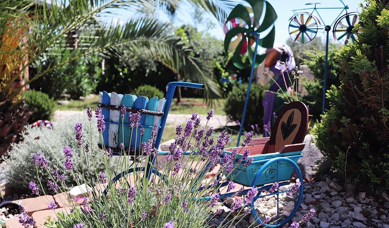 Rustic blue tricycle placed in a lavender garden.