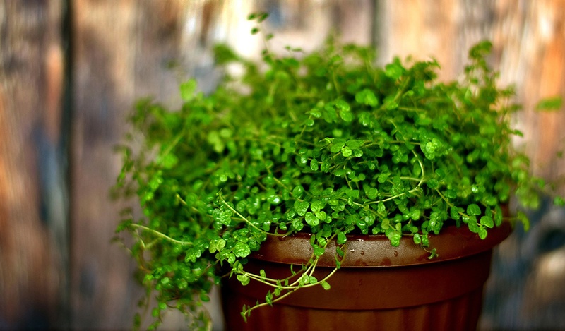 A tiny-leafed green plant in a brown pot.