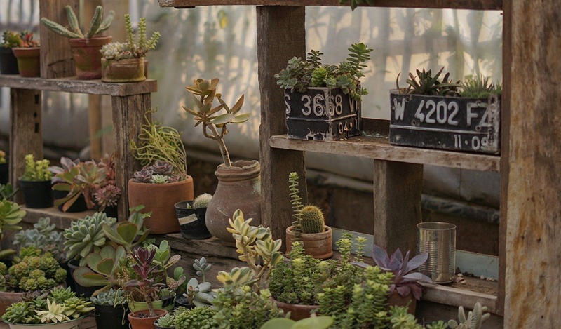A rustic set of shelves with terracotta planters containing succulents and cacti.