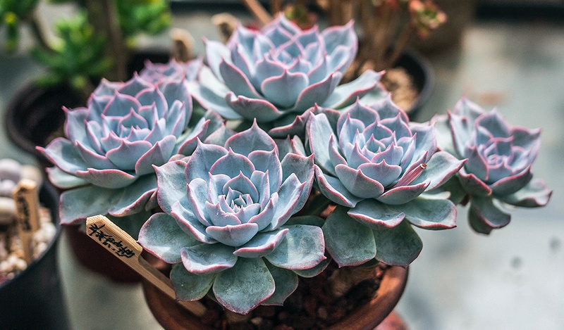 Succulent and drought-tolerant plant in a terracotta pot.