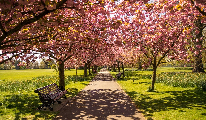 cherry trees and bench
