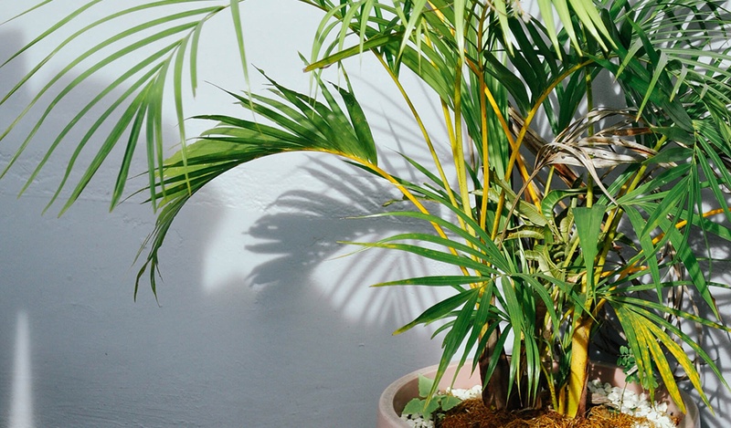 Multi-stem palm tree in a pot in front of a white wall.