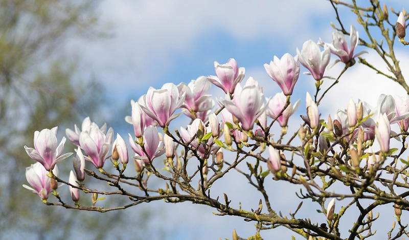 Magnolia flowers growing from a branch on a sunny day.