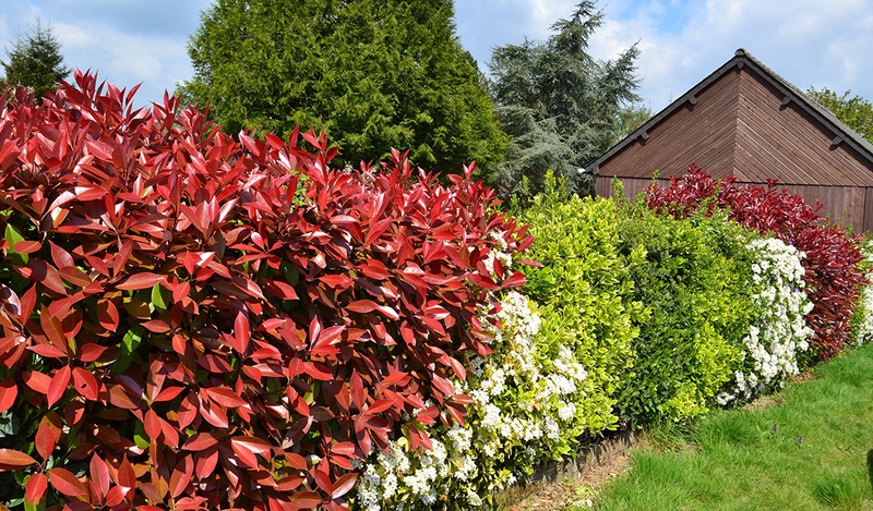 Red, white and green hedge in a garden.