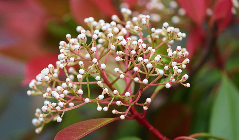 A cluster of white berries on a red twig.