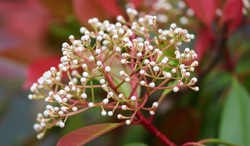 Fraser Photinia - Perfect Evergreen Shrub