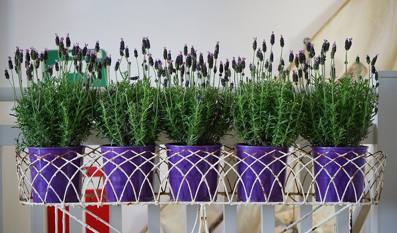Several purple pots with lavender.