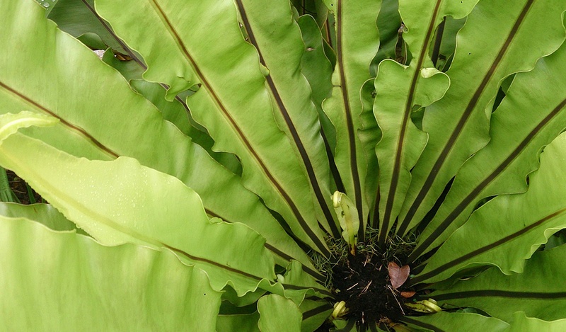A center of a green fern.