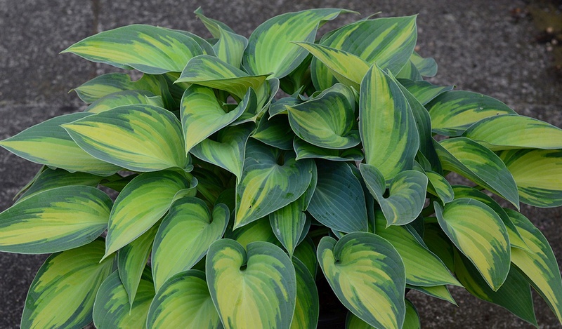 Plant with wide green leaves.