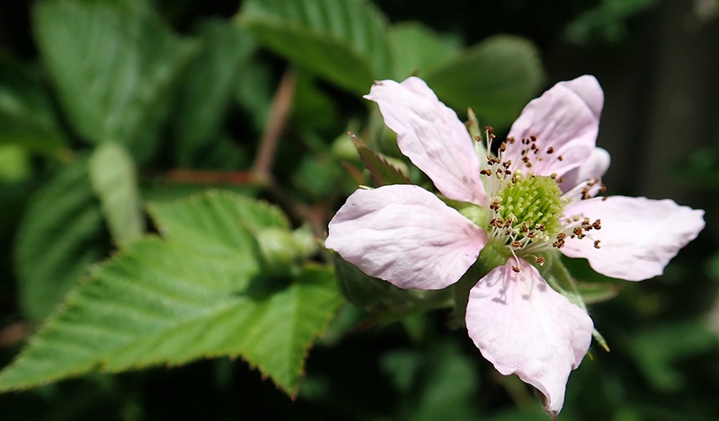 A light-pink flower with green leaves.