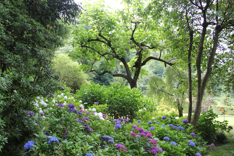 Trees and bushes with white and purple flowers in front.