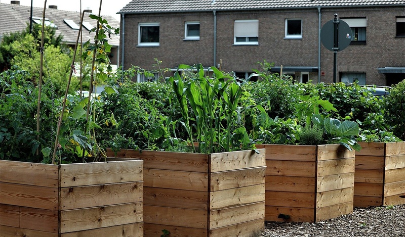 Raised wooden vegetable beds with green plants.