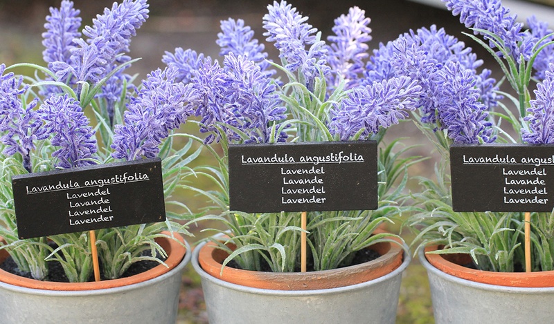 Purple lavender flowers in metal pots.