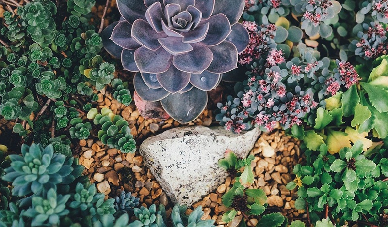 Various succulents on top of pebbled ground.