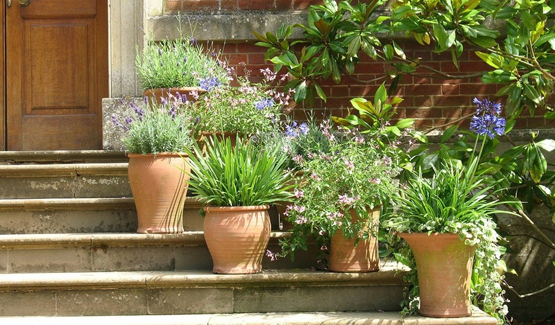 Several terracotta pots on a staircase with green plants, lavender, and pink flowers.