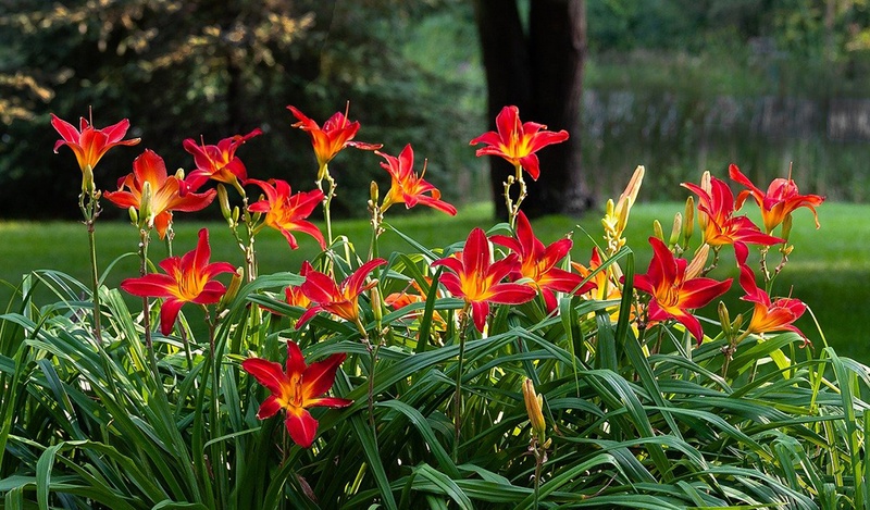 A group of orange day lilies.